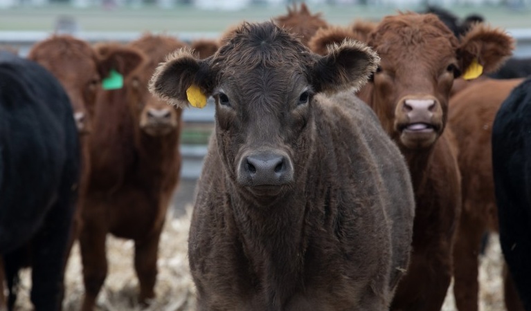 New USDA Reports Show Continued Impact of Drought on Cattle Supplies