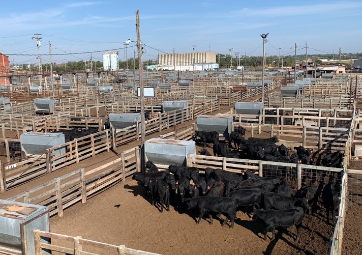 Feeder Steerss and Heifers Unevely Steady, Steer Calves Unevenly Steady, Heifer Calves Lower at Oklahoma National Stockyards on Monday