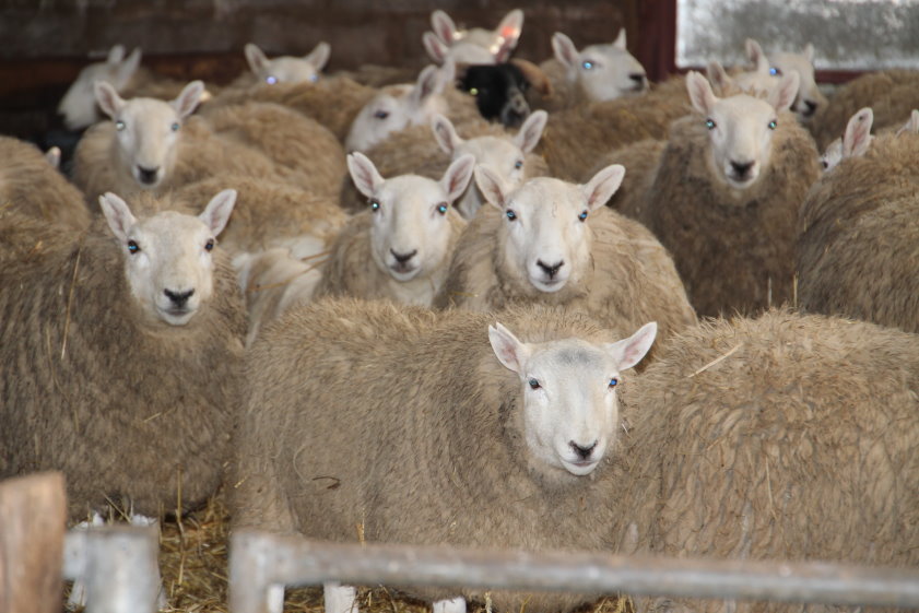 All Eyes on Ewe! Day Three in Scotland Pictures Available on FLICKR