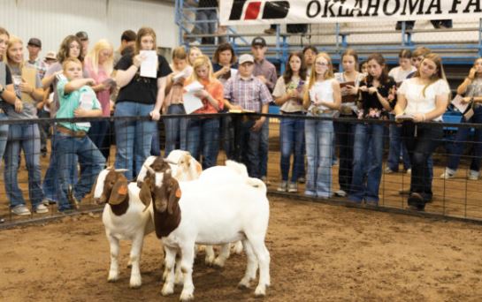 OKFB YF&R to host state fair Livestock Judging contest Sept. 15