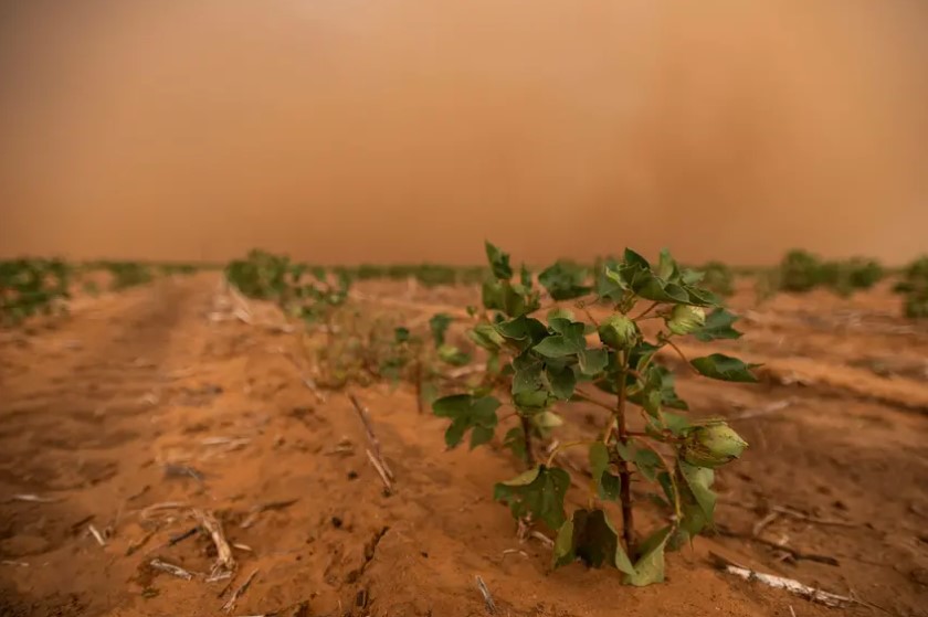 Texas’ Cotton Industry is Facing its Worst Harvest in Years - Costing the State More than $2 Billion