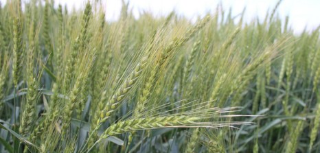 Summer/Fall 2022 Oklahoma Wheat Brief 