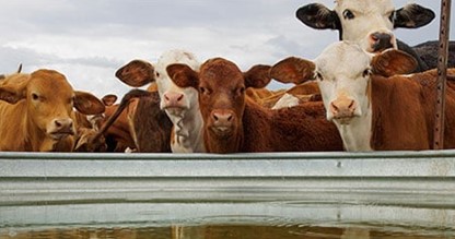 3 Ways Ranchers Can Optimize the Water Cycle