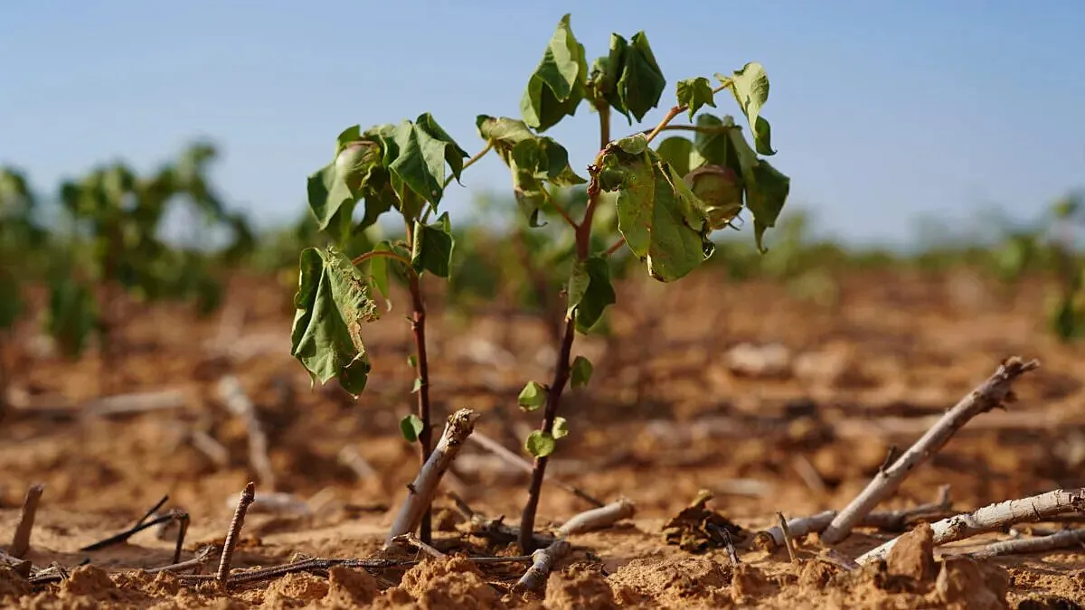 Record-breaking Texas drought results in over $2 billion in losses to cotton  crop