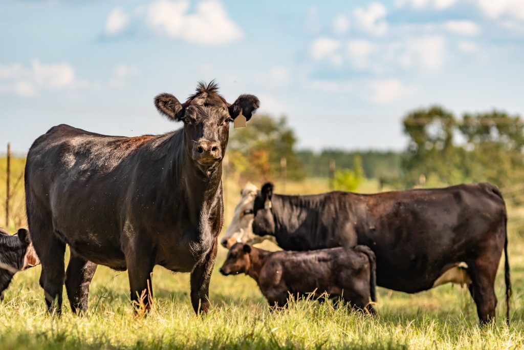 NCBA’s Ethan Lane Sees USDA’s Packers and Stockyards Rule as an Attack on Producer Profitability