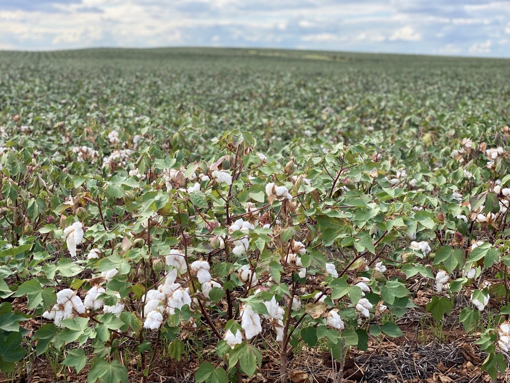 Maxwell Smith Says That Cotton Growers Are Optimistic About This Years Crop