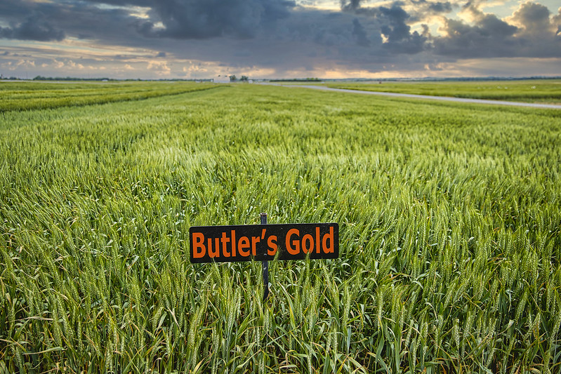 Butler’s Gold Wheat Variety Celebrates Oklahoma Olympian