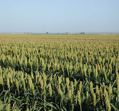 Sorghum Research Showing Promise