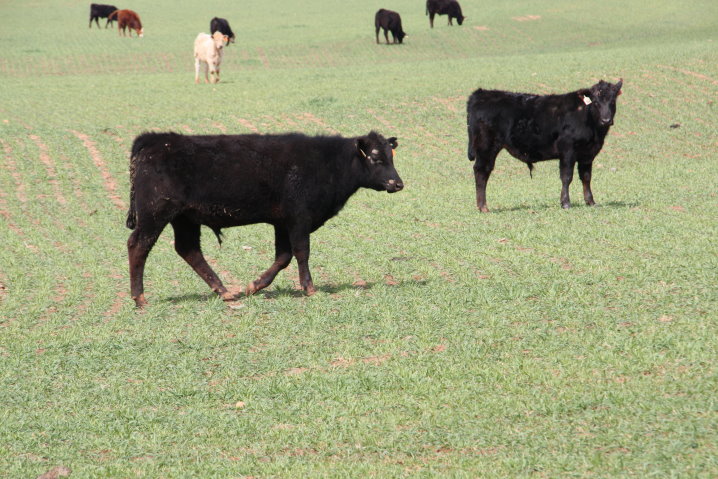 First Hollow Stem Advisor Benefits Cattle-Wheat Producers