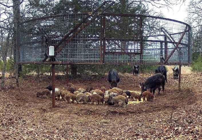 Noble Foundation Researchers Revolutionize Feral Hog Control