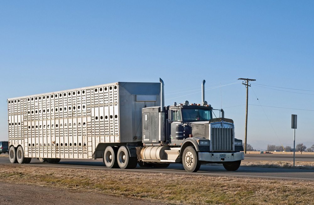 Oklahoma Farm Report - Pork Producers Petition Transportation Dept. to ...